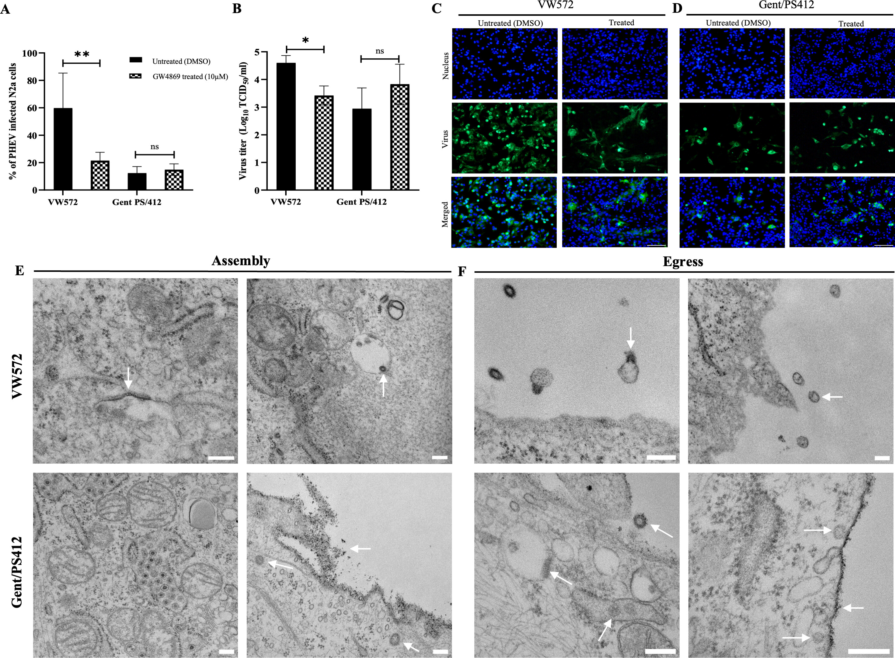 Porcine hemagglutinating encephalomyelitis virus VW572